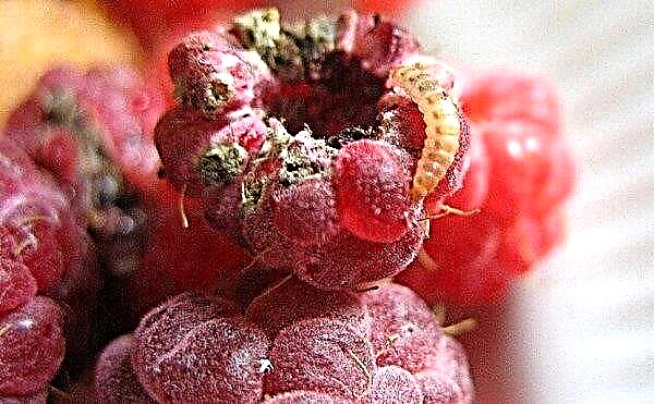 Worms in raspberries, what to do and how to process raspberries from worms in berries