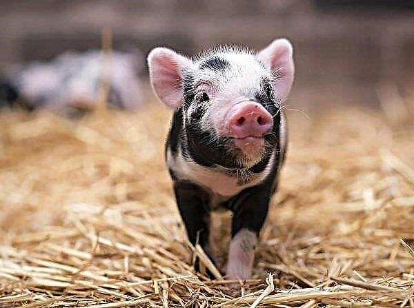 I Lipetsk åpner rom 593 kanadiske griser seg