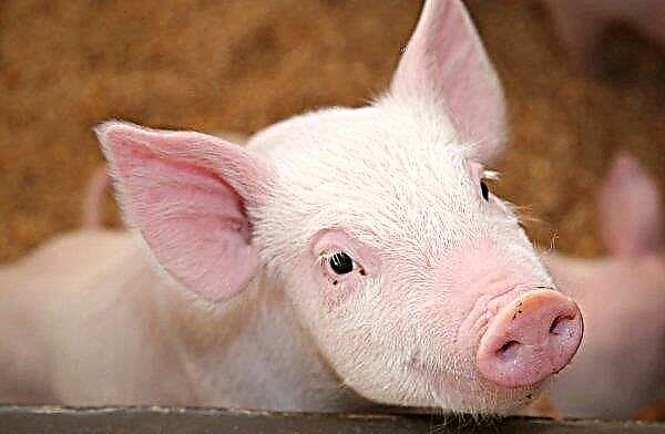 La Corée du Sud renforce ses mesures pour bloquer l'accès de la peste porcine africaine au pays