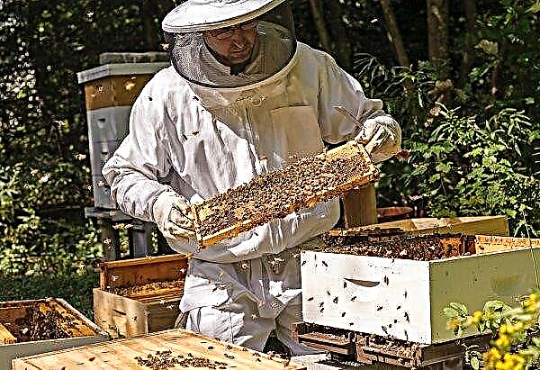 Di Ukraina, jumlah peternak lebah sekali lagi dihitung