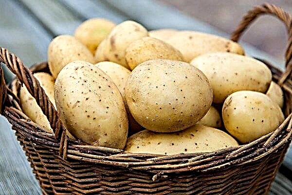 Este ano, wireworm ameaça batatas ucranianas