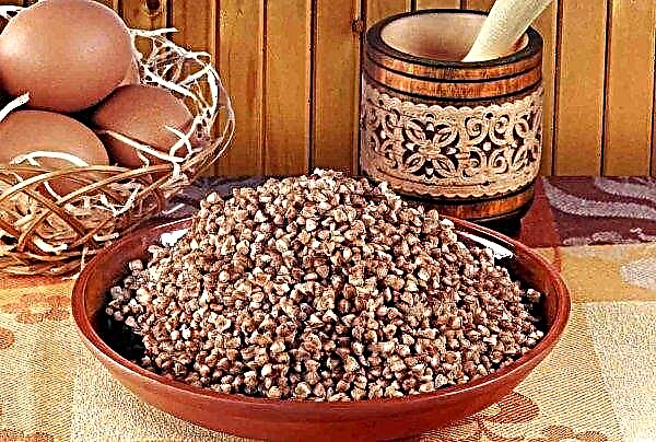 Buckwheat harvest in Ukraine may be reduced to a historical minimum