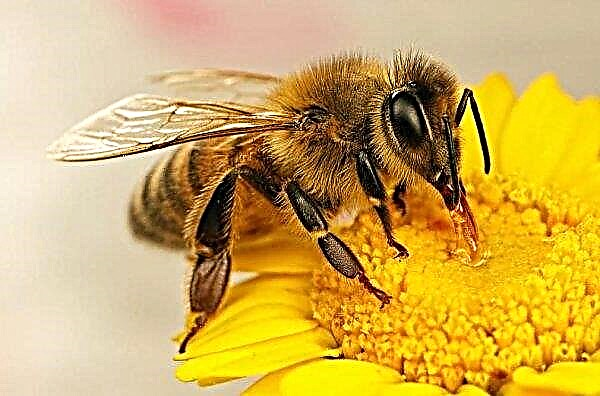 Bee hives suffer deadly infection in New Zealand