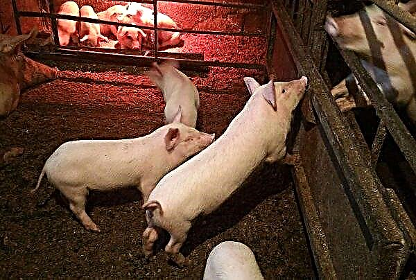 الخنازير الطرفية في الطلب الأكبر في السوق الأوكرانية
