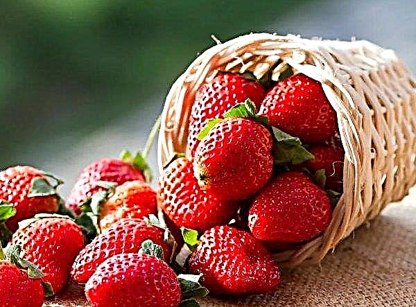 Imported strawberries cheaper on Ukrainian markets