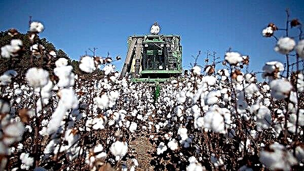 In South Africa, thinking that cotton may be more profitable than corn