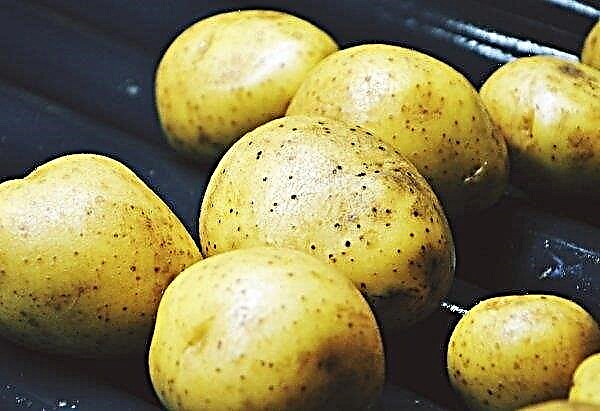 Dans la région de Lviv, la plantation de pommes de terre se termine