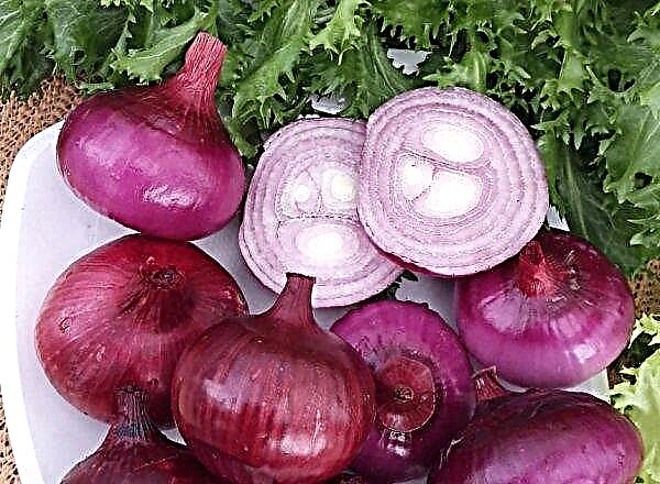 The price of onions in Ukraine has increased five times