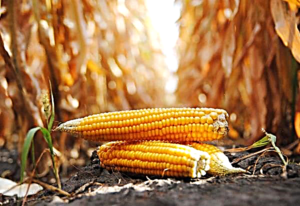 Contrabando de maíz desde Zimbabwe a la República Democrática del Congo