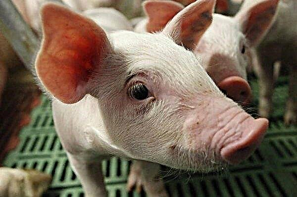 Selama setahun, petani babi Krasnodar memperoleh 124,000 ekor babi