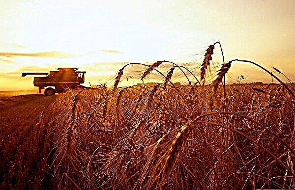 Os agricultores de Kuban chegaram ao fim da sementeira