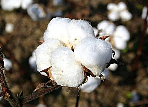 India Reinforces Demand to Cancel HTBT Cotton Ban