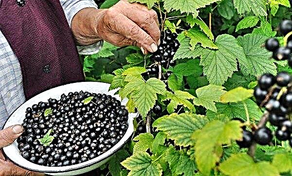Variety of large-fruited black currant Nara: appearance and description, photo