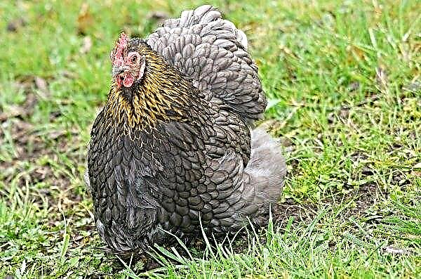 Виробництво курячих яєць різко збільшилася в Омській області