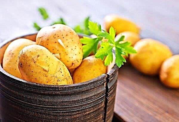 Ukraina mengembalikan kentang yang terinfeksi ke Belanda