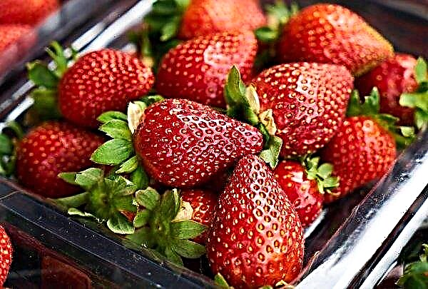 ऑस्सेटियन एग्रेरियन स्ट्रॉबेरी का सामूहिक संग्रह शुरू करते हैं
