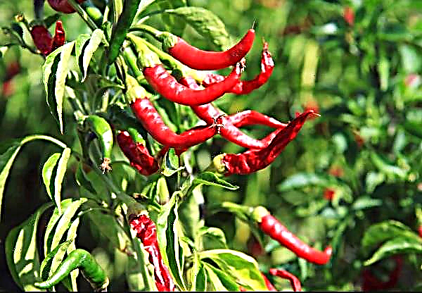 Hot Peppers Road from Kokalyan Village to the World