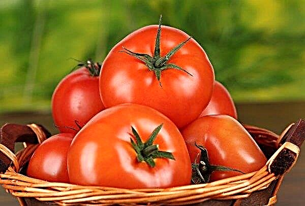 The largest tomato producer in Ukraine has begun harvesting