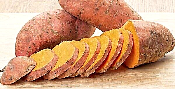 Der einzige Hersteller von Bio-Süßkartoffeln in der Ukraine hat ein Produkt zum Verkauf angeboten