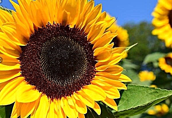 Named the most dangerous sunflower pests in Ukraine