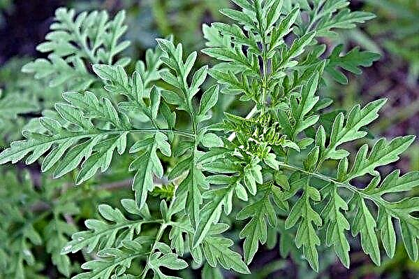 In Ukraine, discovered new outbreaks of ragweed