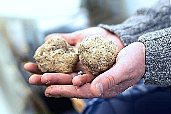Lviv 농부는 자신의 정원에서 식물에게 엘리트 흰 송로 버섯을 먹입니다.