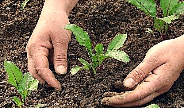 Plántulas de remolacha: características de siembra y cultivo, cuando puedes sembrar