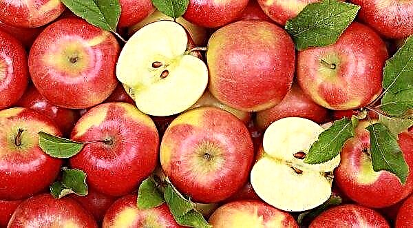 Na região de Chernivtsi, maçãs são compradas da população por nada