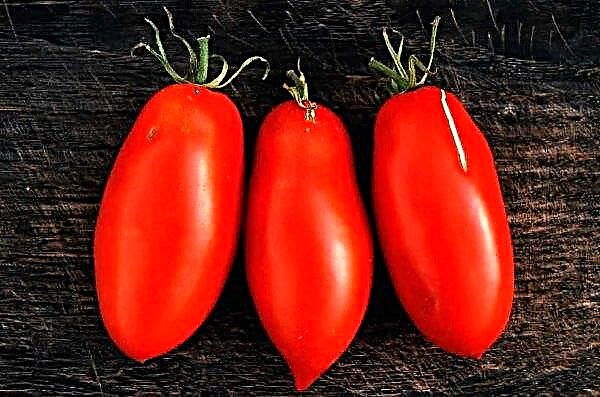 Les tomates bon marché de l'étranger rendent les agriculteurs russes nerveux