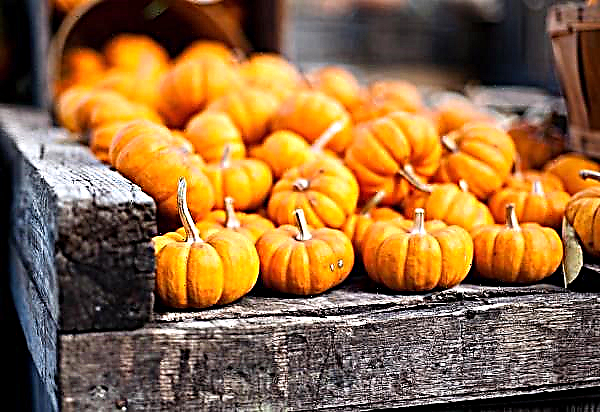 Organic pumpkin is gaining popularity in Germany