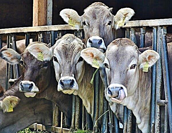 Più di quaranta milioni di rubli sono stati assegnati al cibo per mucche nella speranza di "maree di latte"