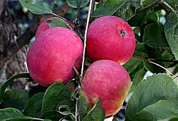 사과 나무 로빈 : 설명 및 특성, 묘목 선택, 심기 및 관리, 사진