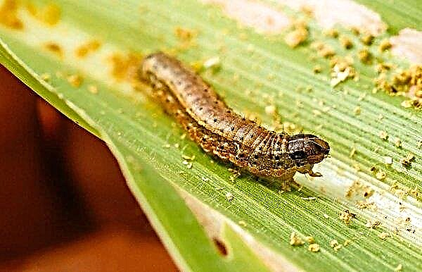 The massive invasion of "army worms" in Asia