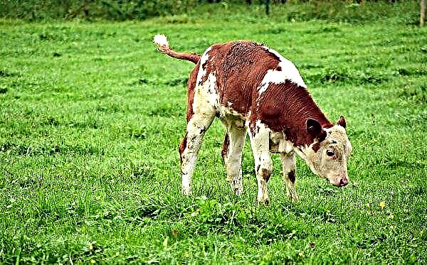 يعارض منتجو وتجار لحوم البقر الاسكتلندية تخفيض الثروة الحيوانية