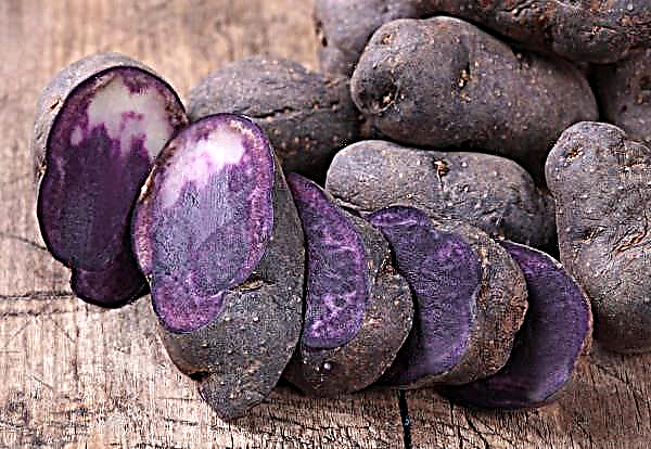 Black Potato from Indian Scientists Contains Antioxidants and Does Not Cause Obesity