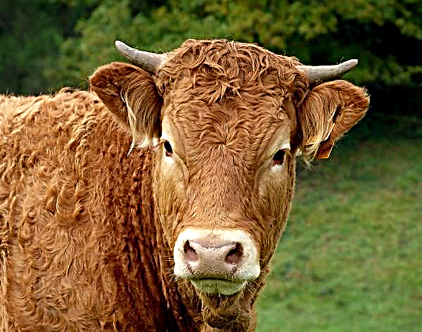 Trg krme razume padajoče cene govejega mesa