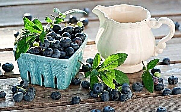 Blueberries rose sharply in Ukrainian markets