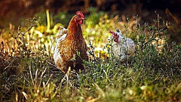 Carne de penas: os americanos cultivaram um pedaço de frango