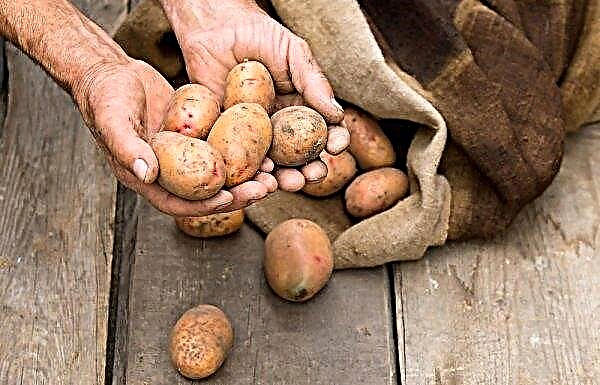 Solanine dans les pommes de terre: qu'est-ce que c'est, comment dangereux, comment s'en débarrasser