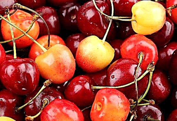 Vitaminmentes bogyókat és gyümölcsöket értékesítenek az orosz piacon