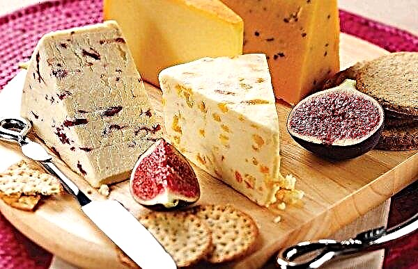 Bashkiria will start mass production of cheese delicacies