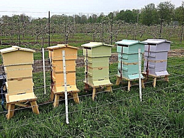 Die mit intelligenten Bienenstöcken bewaffneten Imker von Nikolaev