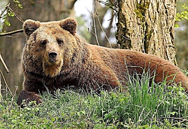 In the Urals they shot a bear who terrorized local cattle