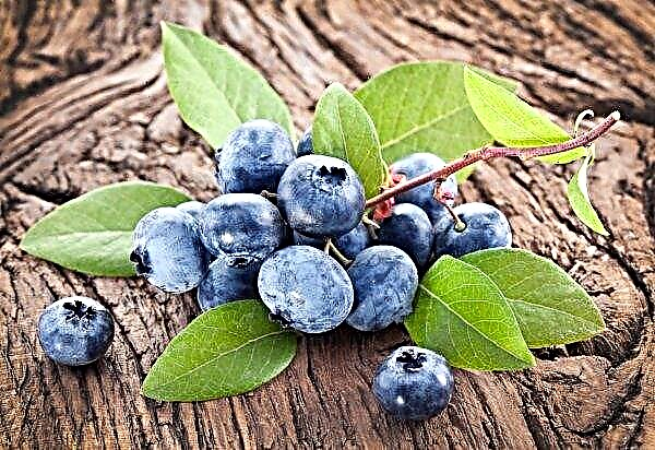 Di Carpathian petani-maydanovets tidak diketahui memecahkan 700 semak blueberry