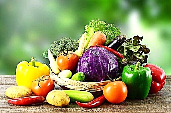 Estufas de Moscou podem lançar 80 mil toneladas de legumes frescos no mercado