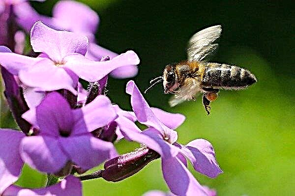 Ukrainska jordbrukare kommer att skydda bin med hjälp av SMS