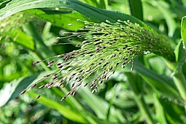 Agrarians wilayah Vinnitsa menyelesaikan penaburan millet