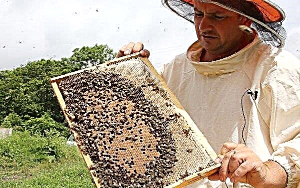Les apiculteurs feront de nouveau du piquetage à la Verkhovna Rada