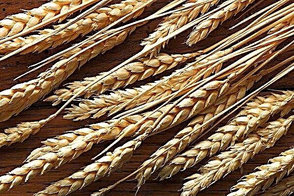Russian wheat transported to Syria on four ships