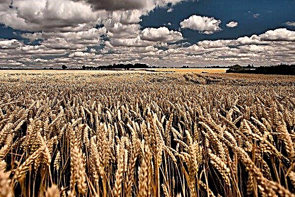 Los agrarios de Ternopil trillaron el primer millón de toneladas de grano